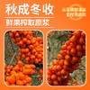 凌老师沙棘原浆  500ml*3 商品缩略图2