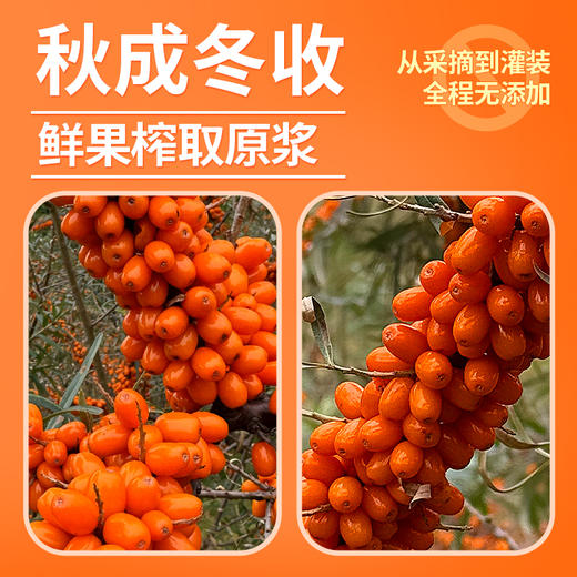 凌老师沙棘原浆  500ml*3 商品图2