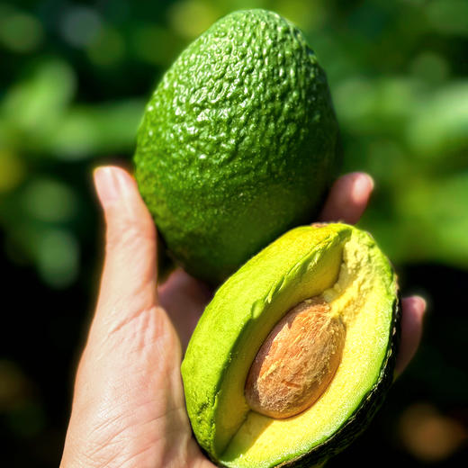 『云南哈斯牛油果』新鲜现摘，捂软后食用，绵密丝滑，淡淡奶脂香味，口感似乳酪 商品图14