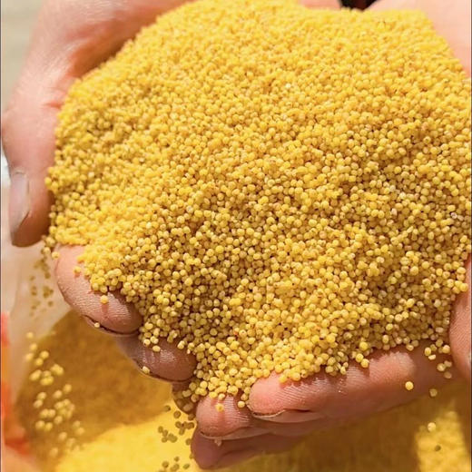 农场发货-张北红谷子小米 5斤/箱 米香味浓 来自张北野菜夫人农场 十六年生态种植农场 当季新米 商品图1