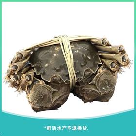 大闸蟹公（只）