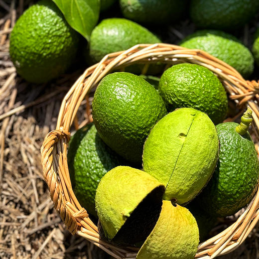 『云南哈斯牛油果』新鲜现摘，捂软后食用，绵密丝滑，淡淡奶脂香味，口感似乳酪 商品图11