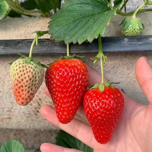 【顺丰包邮】丹东九九草莓甜度高果型大香气浓 商品图3