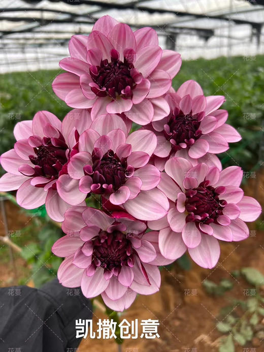 国产大丽花-【凯撒创意】 商品图0