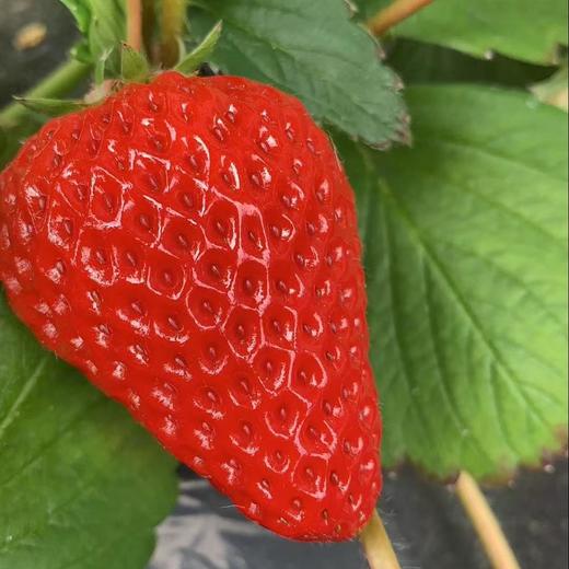 【顺丰包邮】丹东九九草莓甜度高果型大香气浓 商品图2