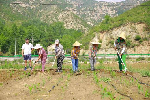 玉米兄弟®有机黑&黄糯玉米，拆袋开水煮15分钟即使，软糯香到极致。 商品图7