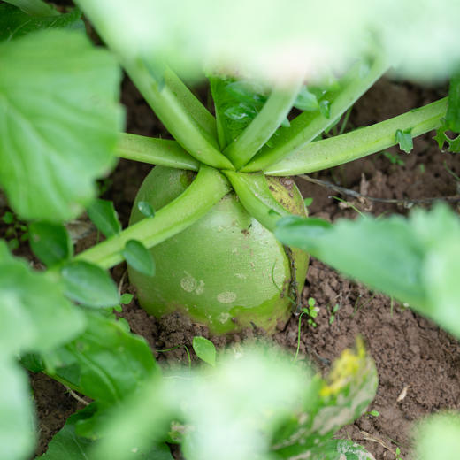 青皮圆萝卜 商品图1