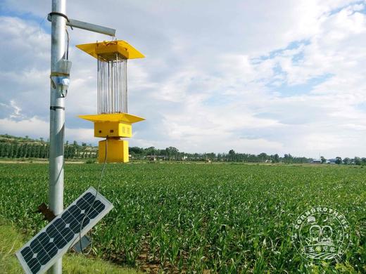 玉米兄弟®有机黑&黄糯玉米，拆袋开水煮15分钟即使，软糯香到极致。 商品图5