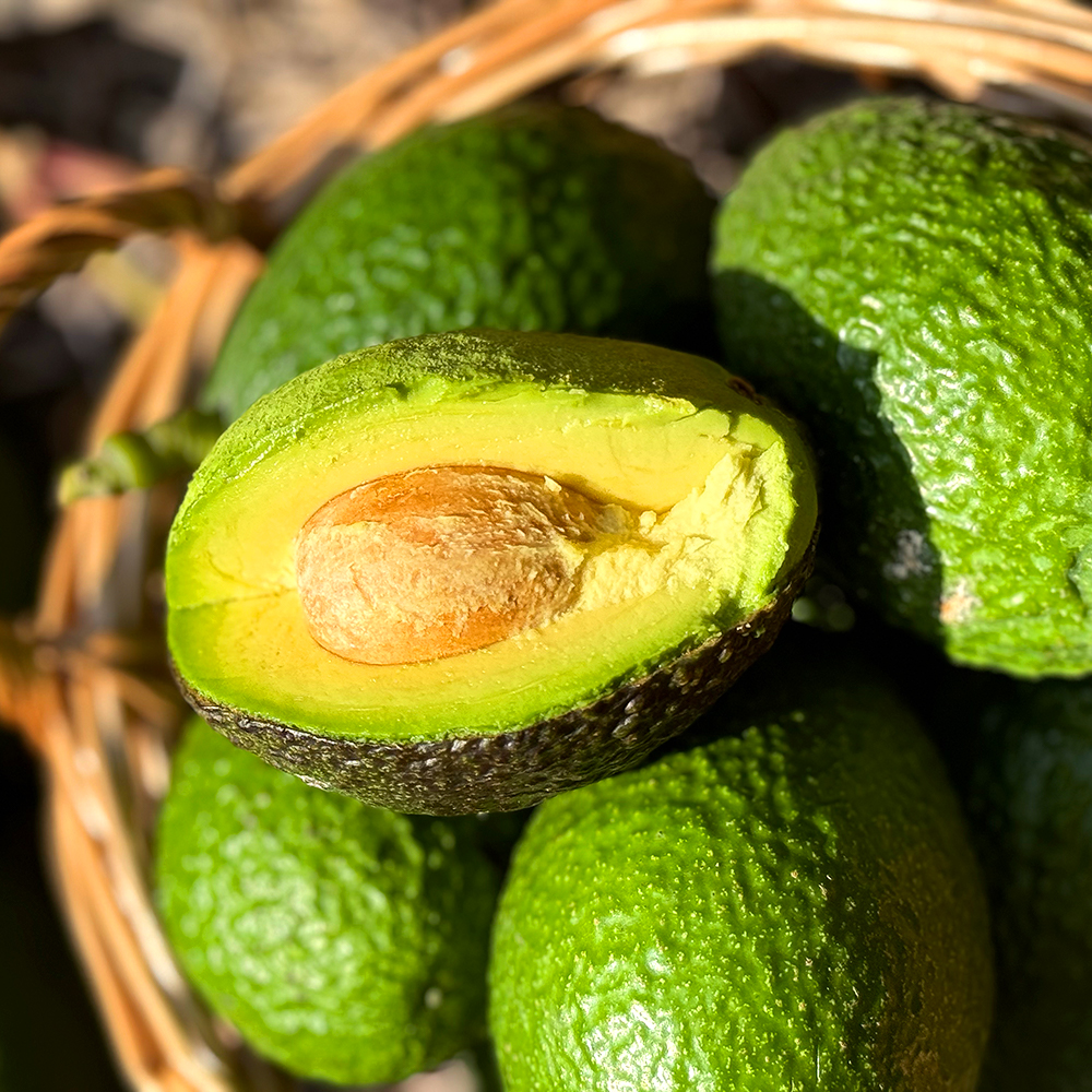 『云南哈斯牛油果』新鲜现摘，捂软后食用，绵密丝滑，淡淡奶脂香味，口感似乳酪