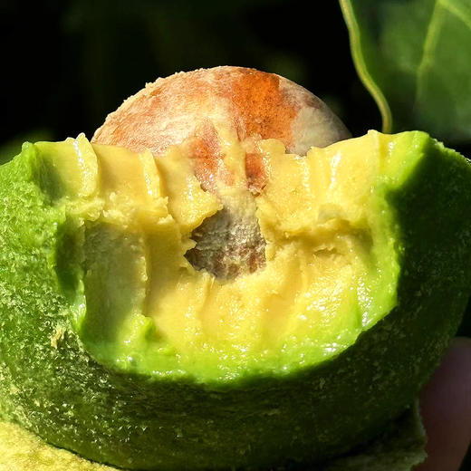 『云南哈斯牛油果』新鲜现摘，捂软后食用，绵密丝滑，淡淡奶脂香味，口感似乳酪 商品图9