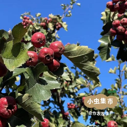 生态山楂棒 100g/袋*2 | 合作农友生产，产自湖北黄冈，生产者是：李明攀 *【公平贸易农人定价】 商品图9