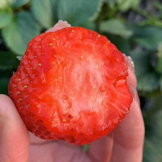 【顺丰包邮】丹东九九草莓甜度高果型大香气浓 商品图4
