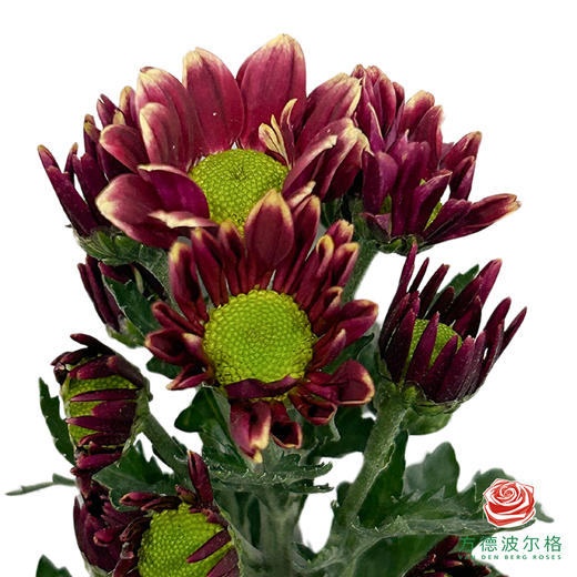 市场小菊-黄蝴蝶 商品图1