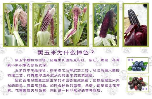 玉米兄弟®有机黑&黄糯玉米，拆袋开水煮15分钟即使，软糯香到极致。 商品图9