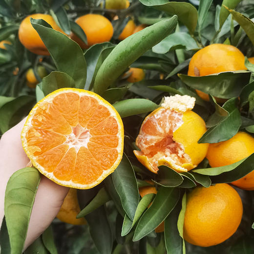 涌泉蜜桔 | 中果5斤家庭装 果香浓郁 肉质细腻 现摘现发 水果榨汁 商品图4