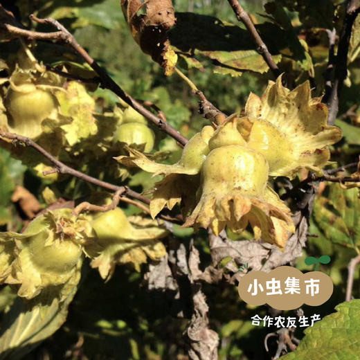 森林野生榛子仁 200g| 合作农友生产，源自大兴安岭原始森林，生产者：金鹏 ＆【公平贸易农人定价】 商品图8