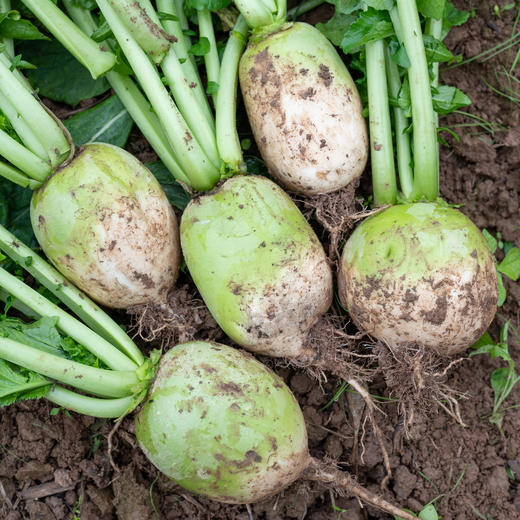 青皮圆萝卜 商品图0