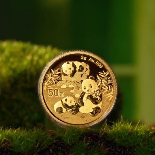 2025年熊猫普制金币 带盒 商品图2