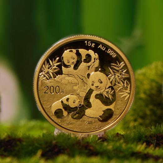 2025年熊猫普制金币 带盒 商品图4