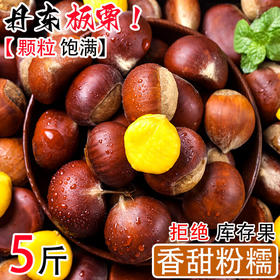 【颗颗饱满！新货丹东生板栗】煮、炒、榨或炖，口感百般滋味新。 板栗果实饱满，外皮生毛，内核饱满肥美。新鲜应季生毛栗子非云南板栗L