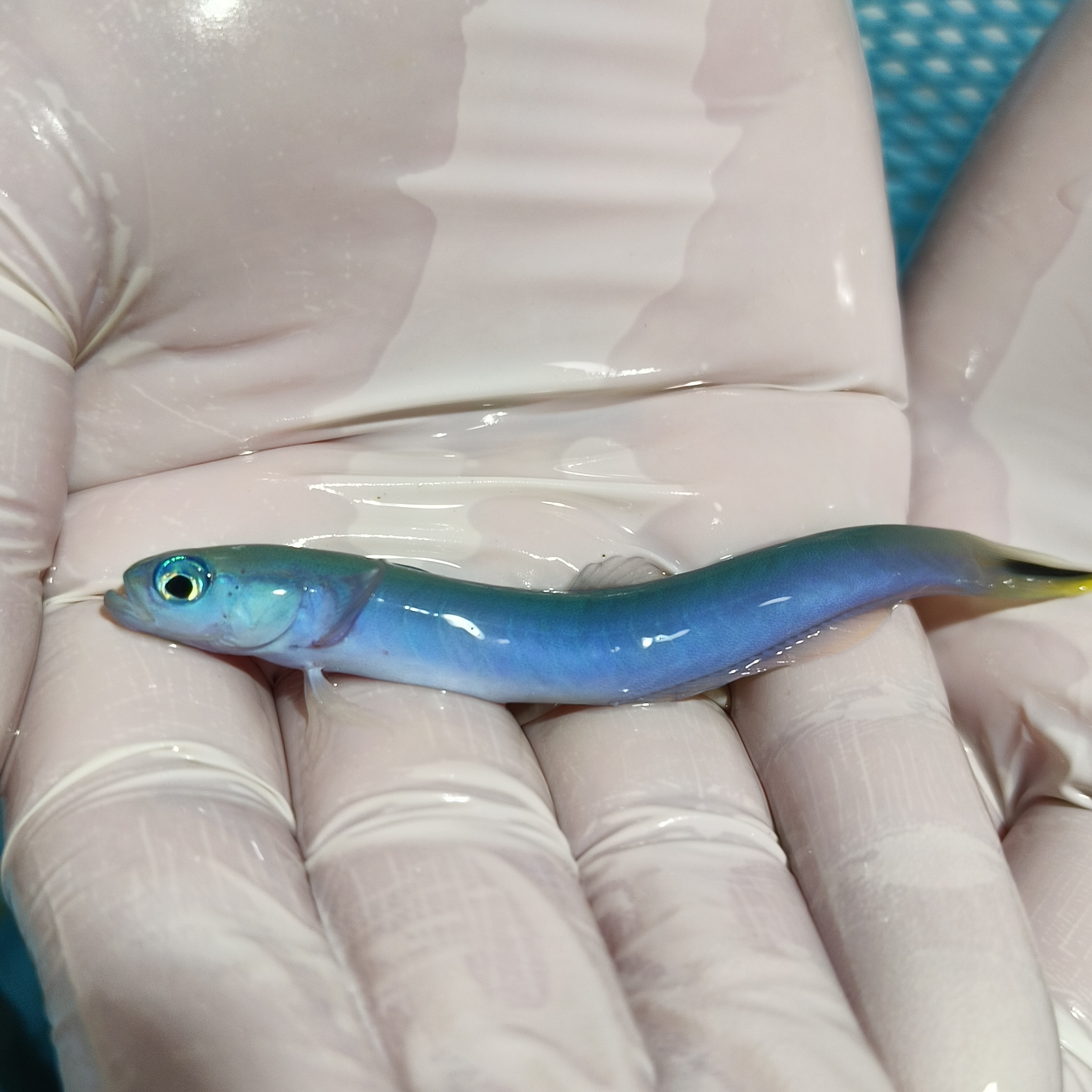 蓝灯管Ptereleotris heteropterus