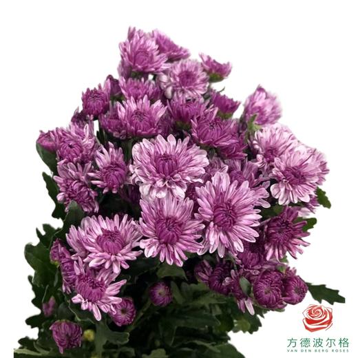 市场小菊-流星雨 商品图0