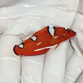 红龙幼Coris gaimard