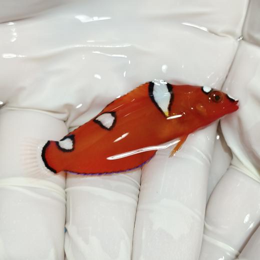 红龙幼Coris gaimard 商品图0