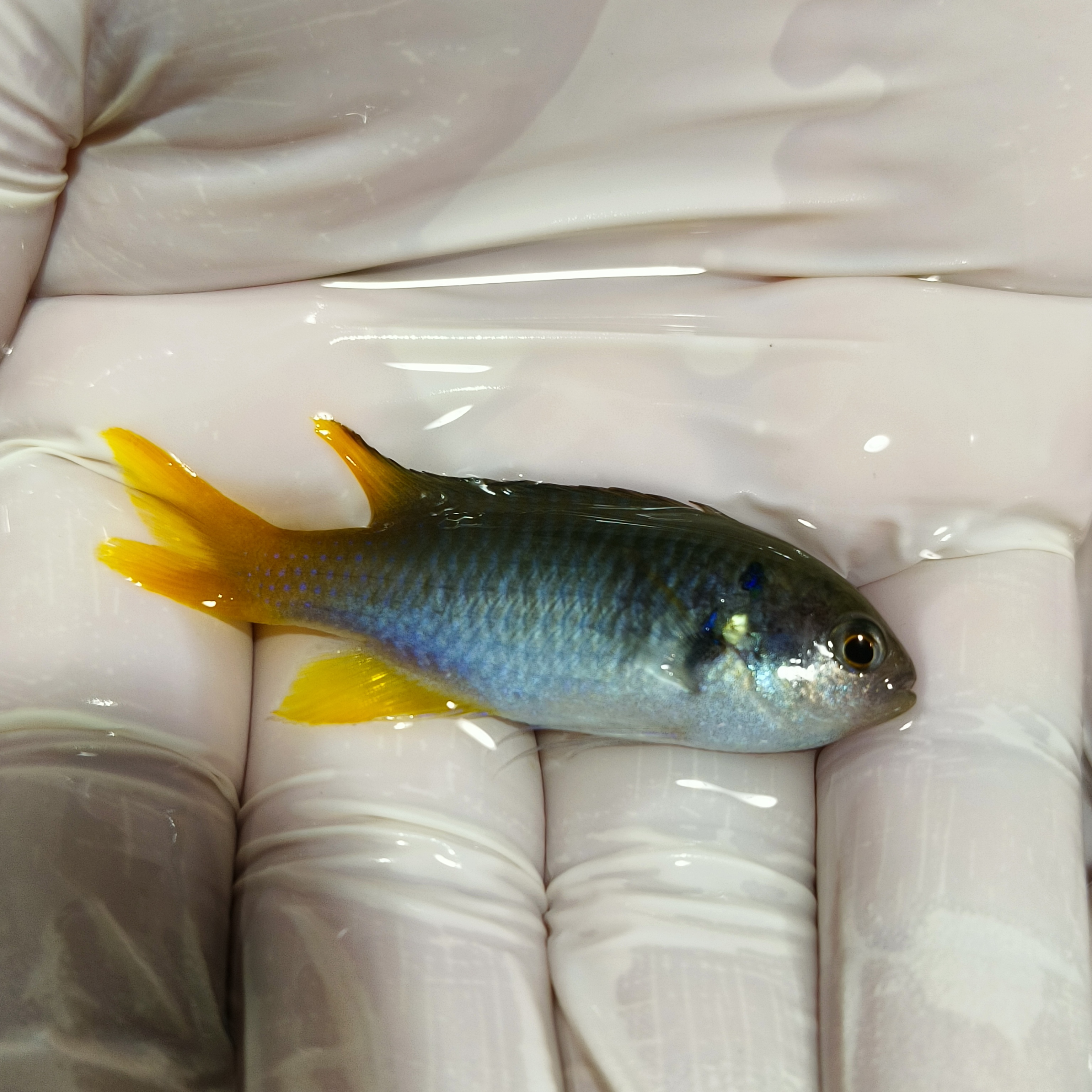 黄尾子弹魔pomacentrus alleni