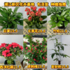 【LZ】湘江新区花卉绿植基地直发 绿植花卉合集 包活苗 商品缩略图0