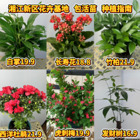 【LZ】湘江新区花卉绿植基地直发 绿植花卉合集 包活苗