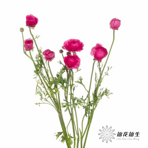 成功洋牡丹 | 弗洛伊德 商品图1