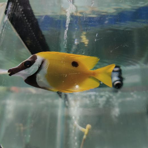 黄狐狸（带黑点）Siganus vulpinus 商品图1