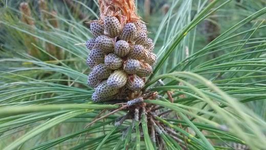 云南野生松花粉/2024年新货/人工采摘/100g/瓶 商品图6