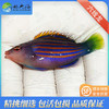 六线龙Pseudocheilinus hexataenia 商品缩略图1