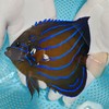 白尾蓝环（成鱼）Pomacanthus annularis 商品缩略图0