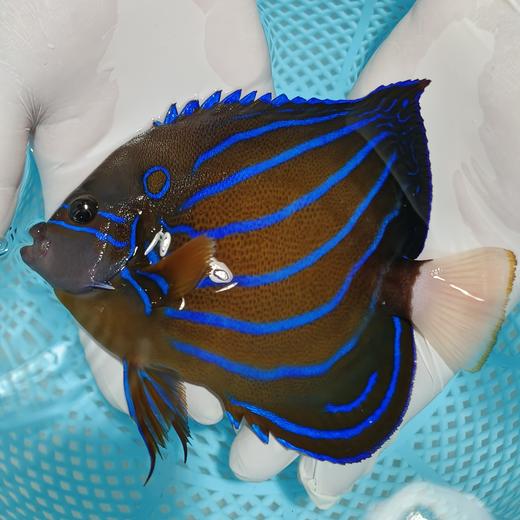 白尾蓝环（成鱼）Pomacanthus annularis 商品图0