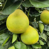 优选|雪峰山柠檬香柚 微微的柠檬香 脆嫩多汁多甜蜜 自然成熟老品种 拍4斤送1斤 商品缩略图10
