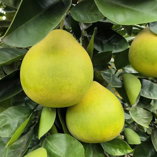 优选|雪峰山柠檬香柚 微微的柠檬香 脆嫩多汁多甜蜜 自然成熟老品种 拍4斤送1斤 商品图10