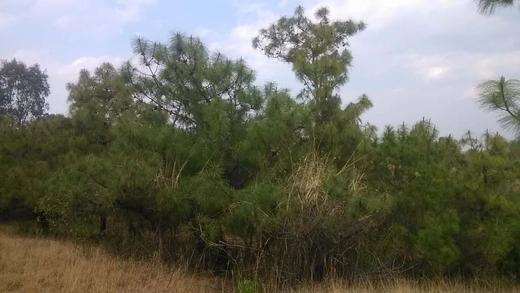 云南野生松花粉/2024年新货/人工采摘/100g/瓶 商品图4