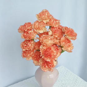 【AB级狂欢康乃馨】10支/份 长约60-65cm