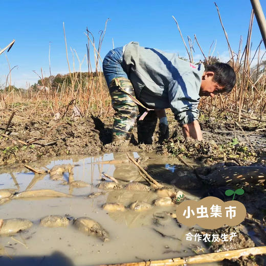 湖北江夏生态粉藕（沔阳藕）| 合作农友生产，产自湖北梁子湖湿地保护区，生产者：杨景勇 *【公平贸易农人定价】 商品图9