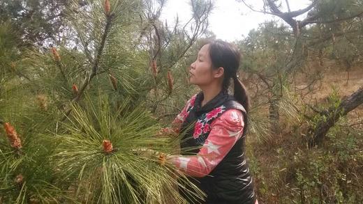 云南野生松花粉/2024年新货/人工采摘/100g/瓶 商品图5