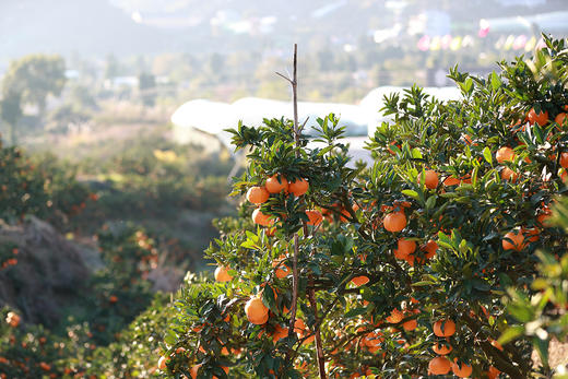 最后2天【正宗涌泉蜜桔】涌泉镇外岙村距离延恩寺佛塔500米！核心产区！入口即化  无籽鲜甜  礼盒装24枚 商品图4