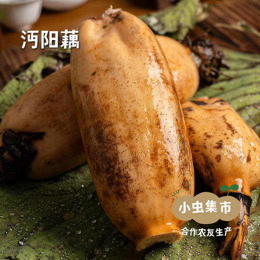 湖北江夏生态粉藕（沔阳藕）| 合作农友生产，产自湖北梁子湖湿地保护区，生产者：杨景勇 *【公平贸易农人定价】 商品图1