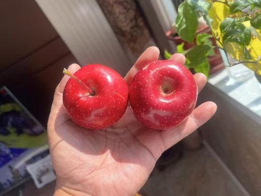 山西丹霞苹果5斤/箱（单个大果130g以上） 商品图7