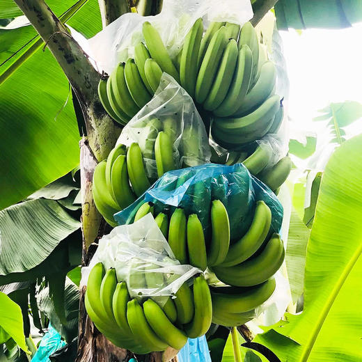 MM 山姆 都乐（Dole）超甜焦1把 1.4kg 商品图4