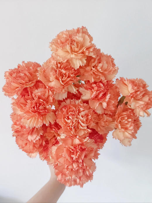 【AB级狂欢康乃馨】10支/份 长约60-65cm 商品图4