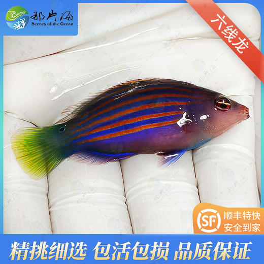 六线龙Pseudocheilinus hexataenia 商品图0