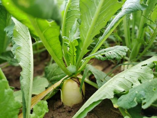 自产/有机方式种植  白萝卜 商品图2